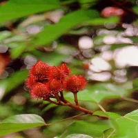 Medicinal plants