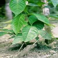 Medicinal plants