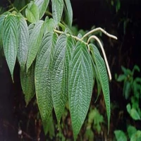 Guayusa Image