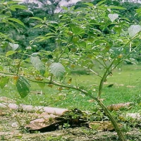 Medicinal plants